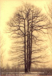  Rance - Arbre des 4 frères (Bois Massart) 