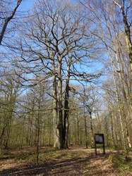  Rance - Arbre des 4 frères (Bois Massart) 