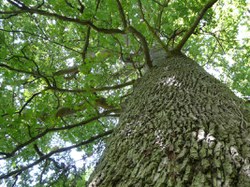  Sautin - Arbre de la jeunesse 