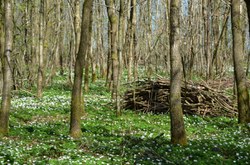  Sautin - Bois de Bruyère 