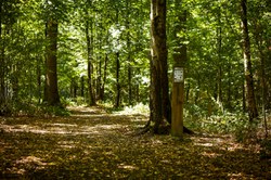  Sautin - Bois de Bruyère 